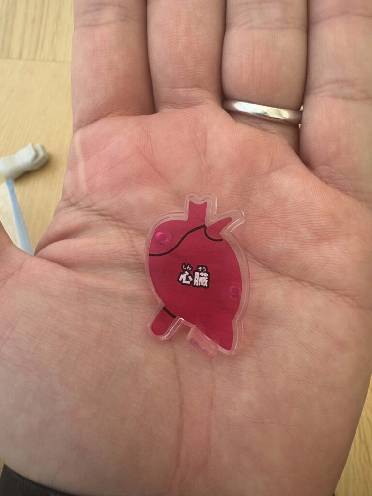 スーパークラッシュ人体模型の本体と臓器パーツ