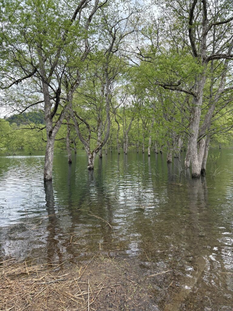水没林の画像
