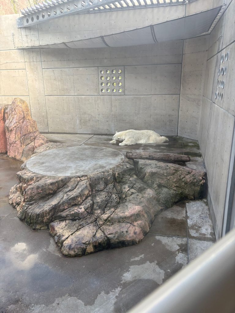 男鹿水族館の寝てるホッキョクグマ