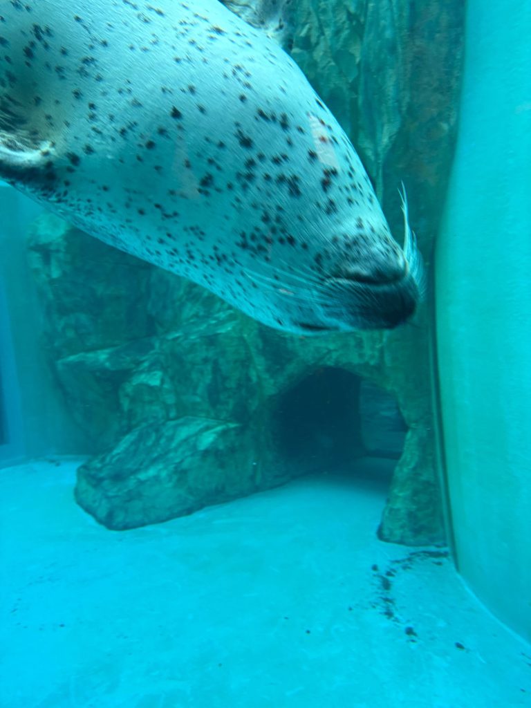 こちらに泳いでくるアザラシの写真